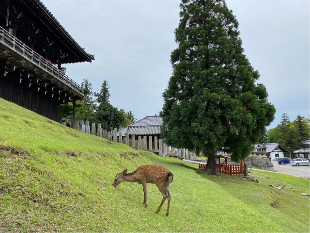 奈良県の認知症の取り組みに関する内容を紹介！！